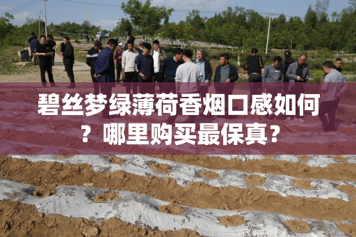 碧丝梦绿薄荷香烟口感如何？哪里购买最保真？